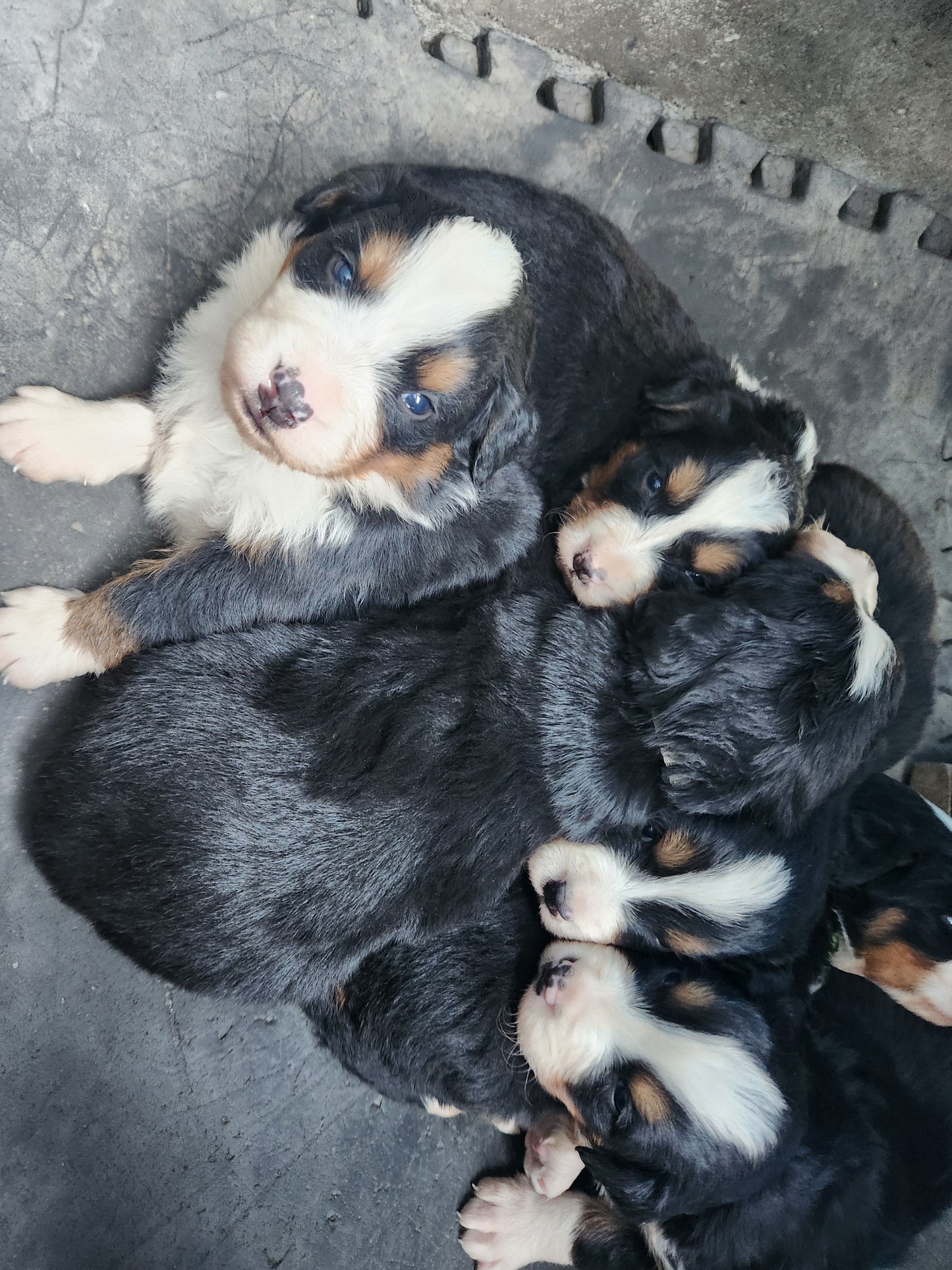Ash - Male Puppy - Bernese Mountain Dog