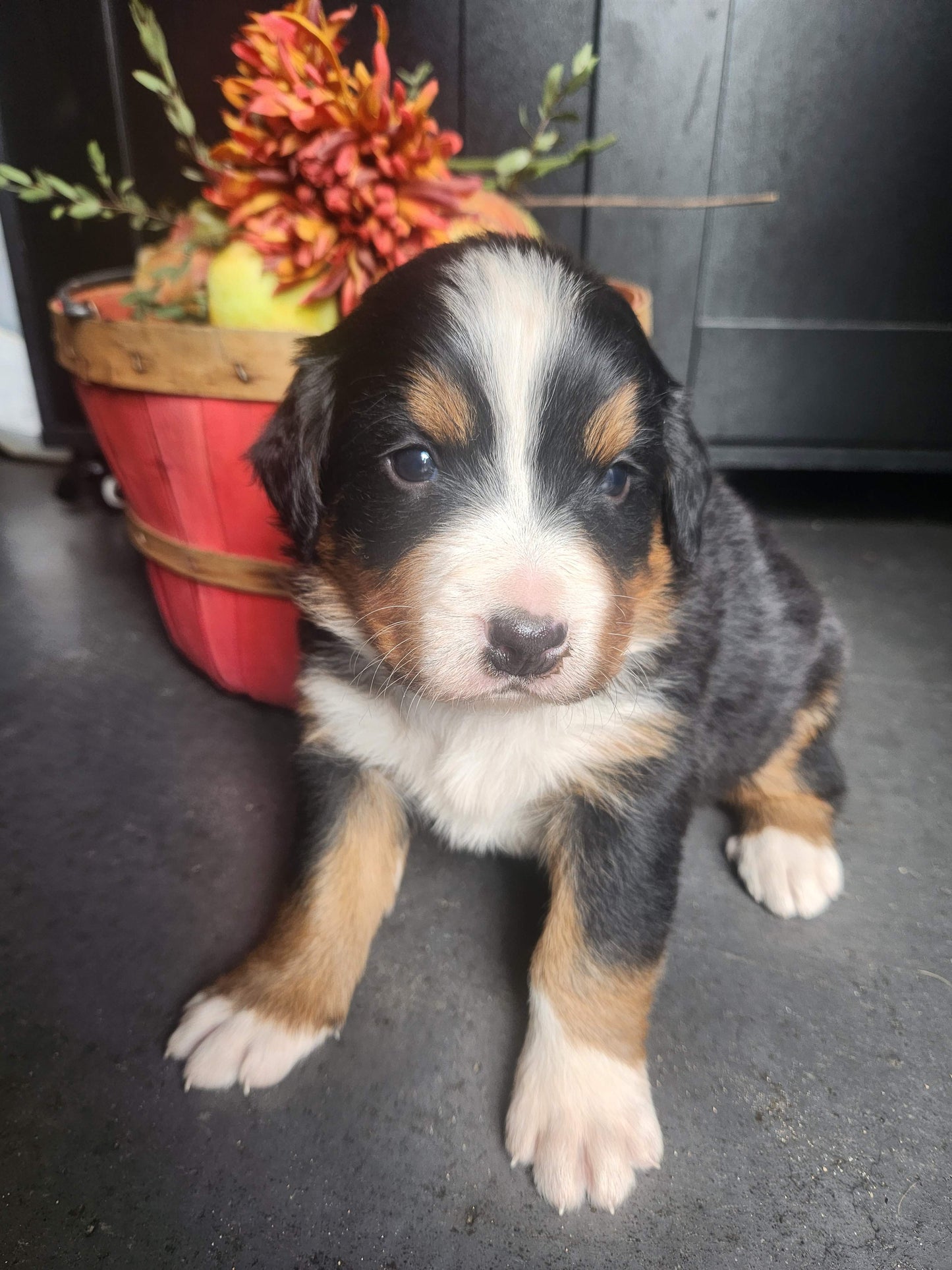 Clover - Female Puppy - Bernese Mountain Dog