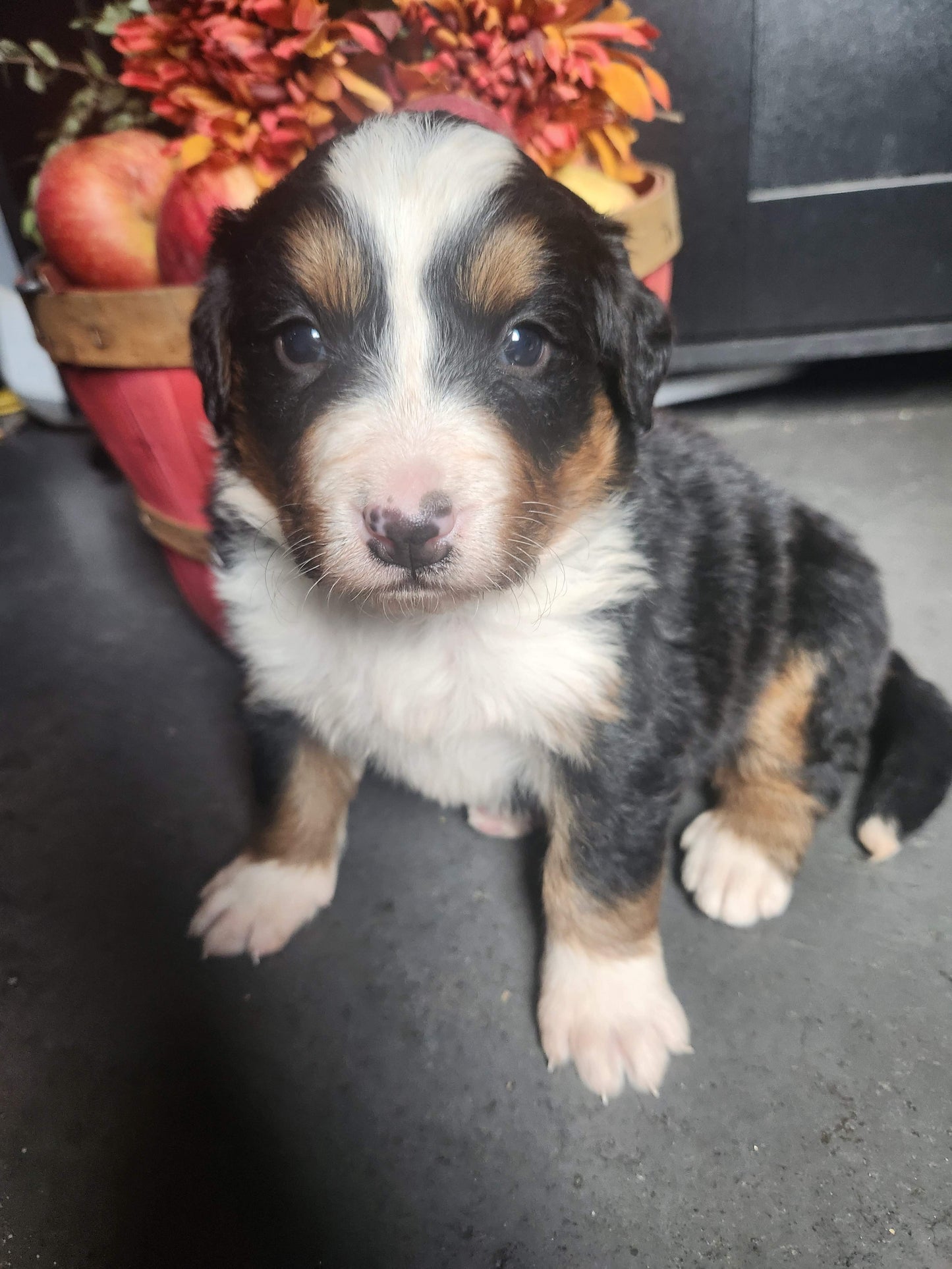 Maple - Female Puppy - Bernese Mountain Dog