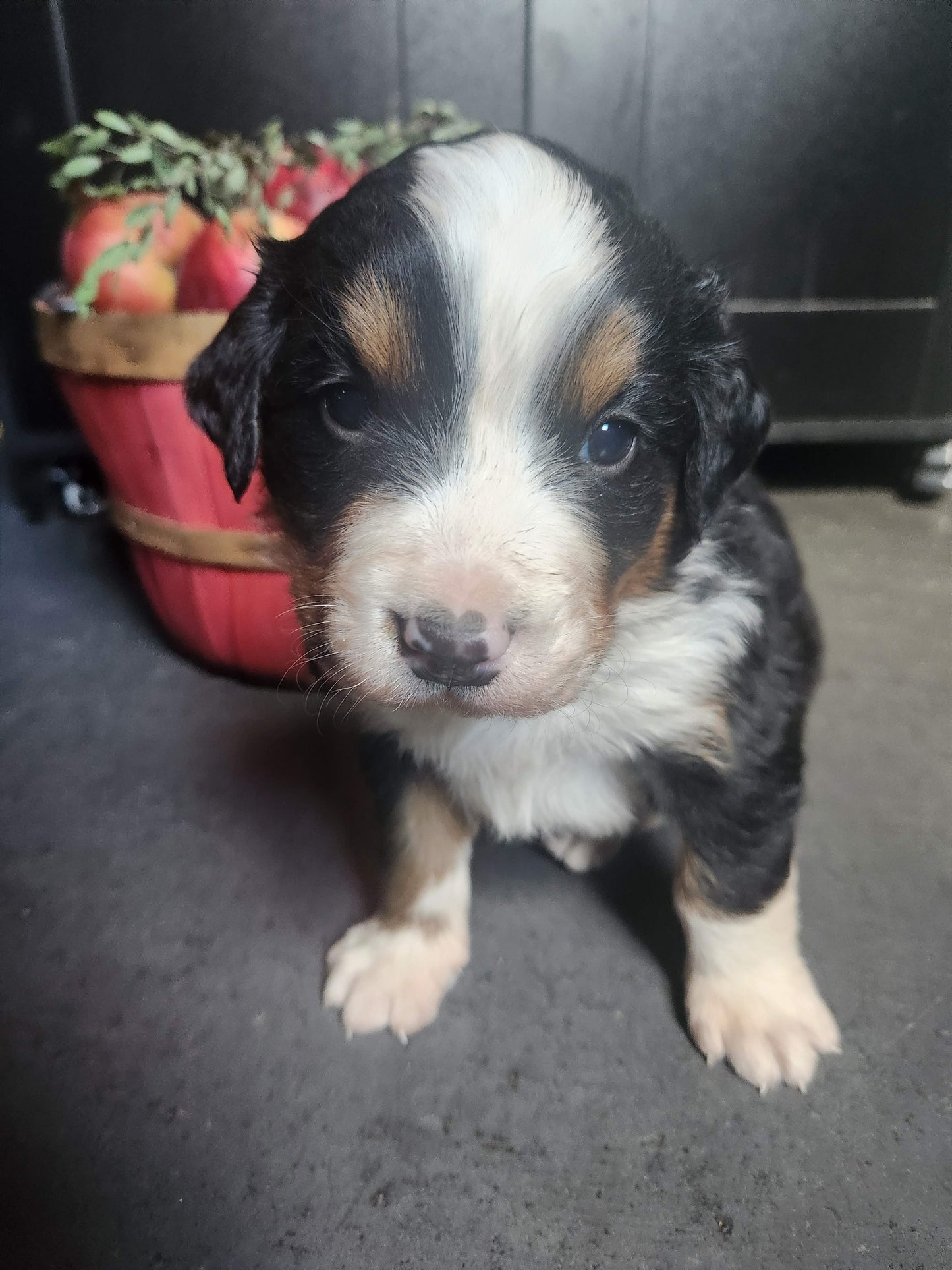 River - Male Puppy - Bernese Mountain Dog