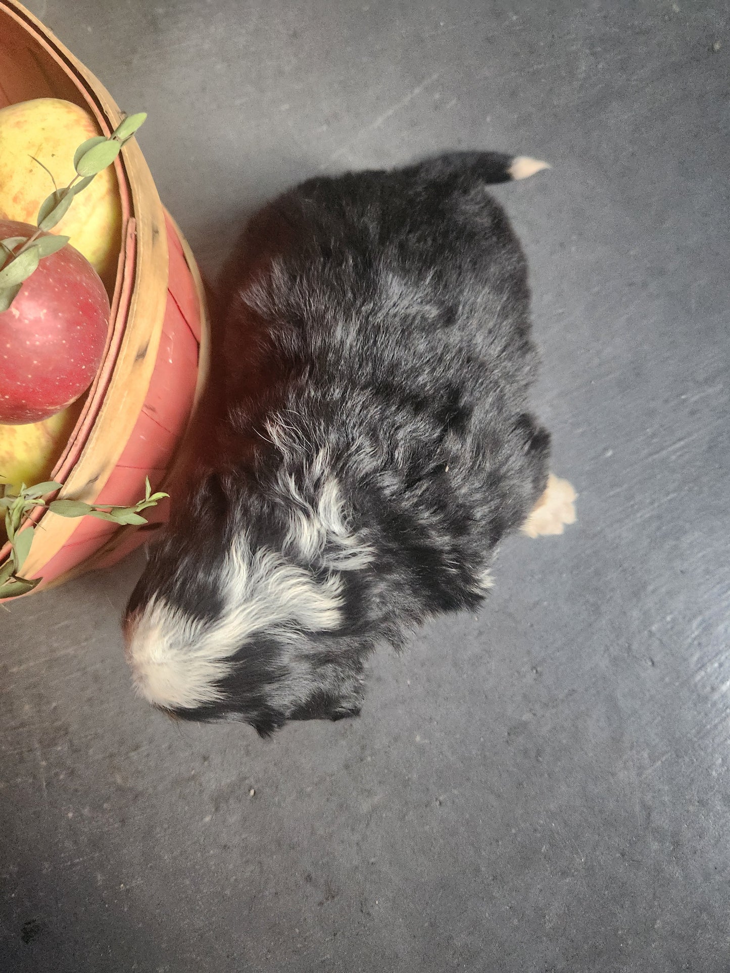 Ash - Male Puppy - Bernese Mountain Dog