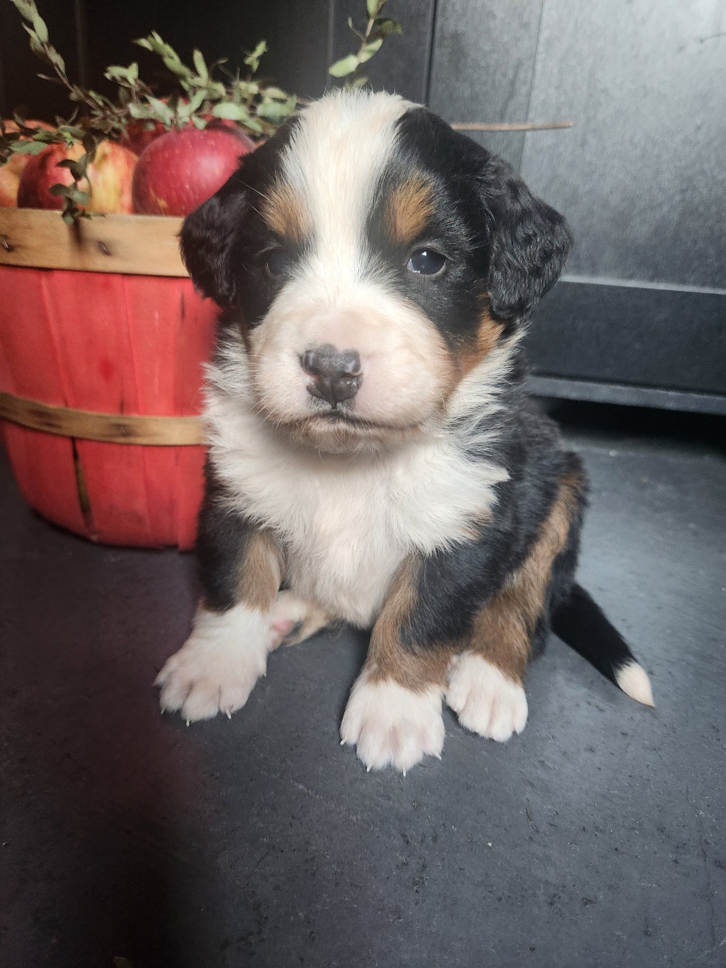 Ash - Male Puppy - Bernese Mountain Dog