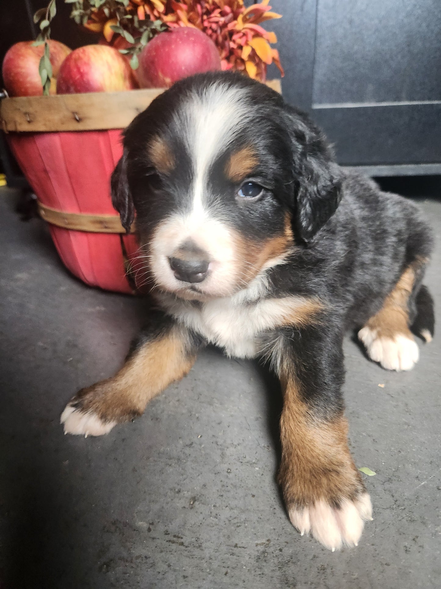Skyler - Female Puppy - Bernese Mountain Dog