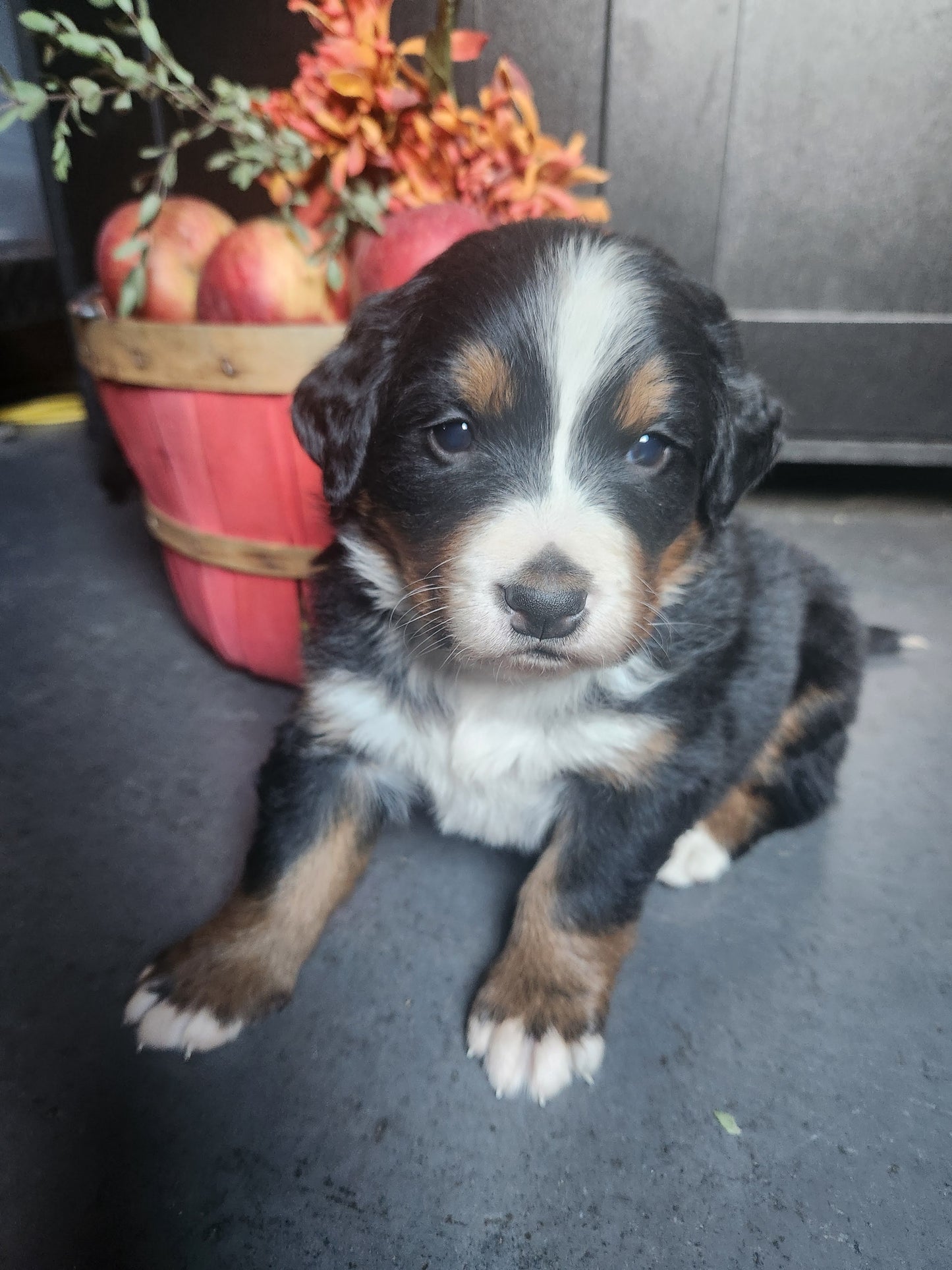 Skyler - Female Puppy - Bernese Mountain Dog