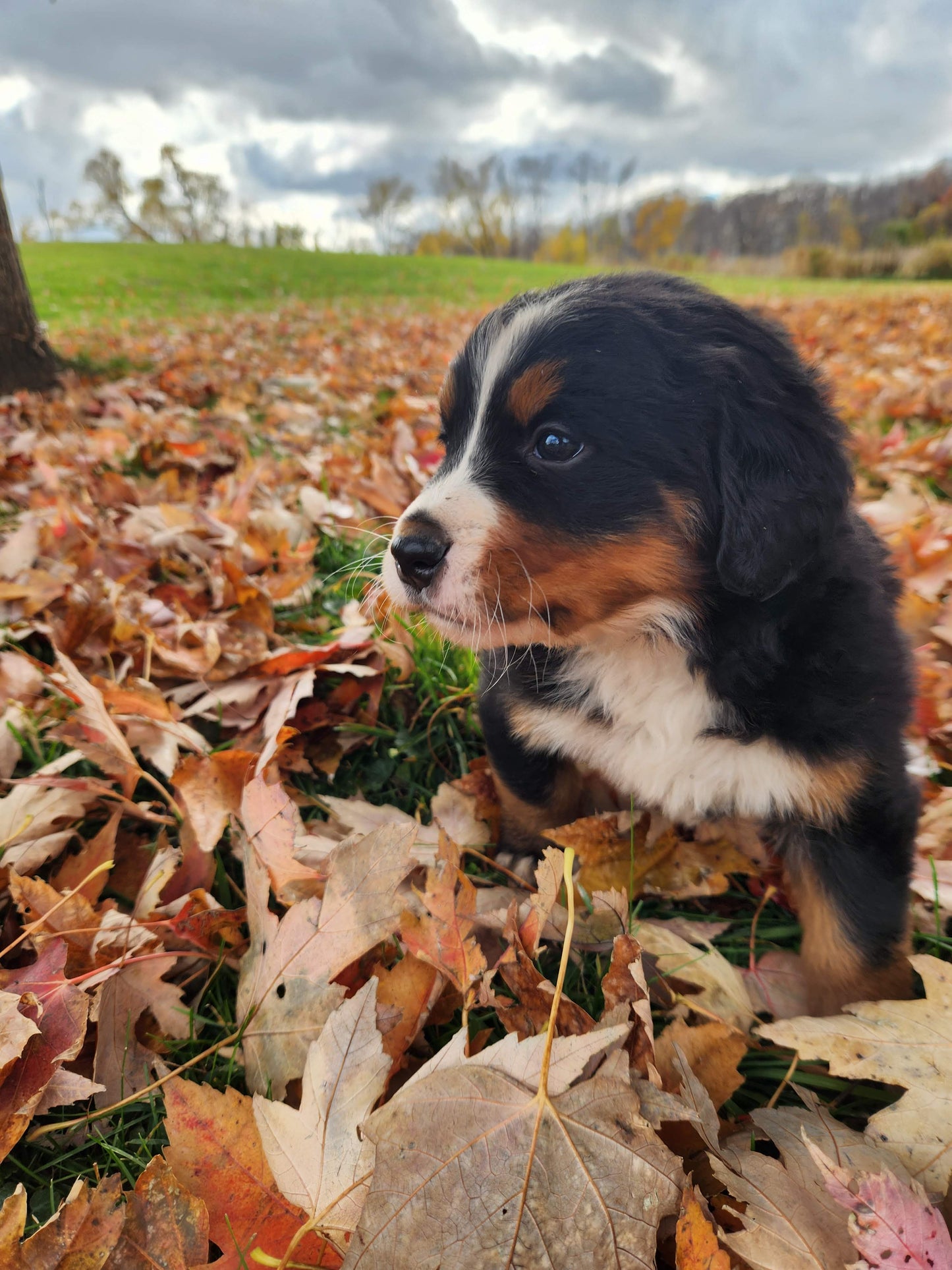 Skyler - Female Puppy - Bernese Mountain Dog