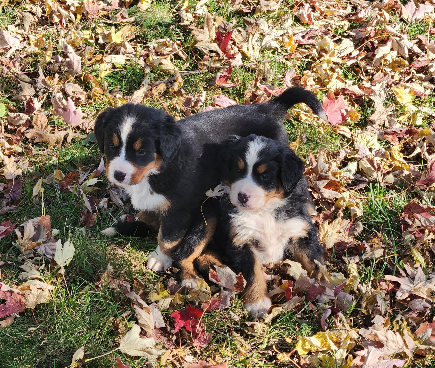 Clover - Female Puppy - Bernese Mountain Dog