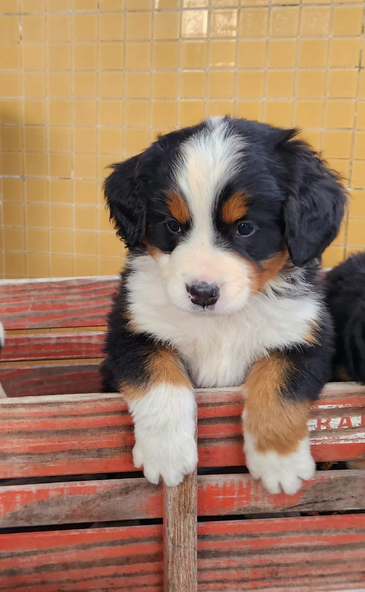 Ash - Male Puppy - Bernese Mountain Dog