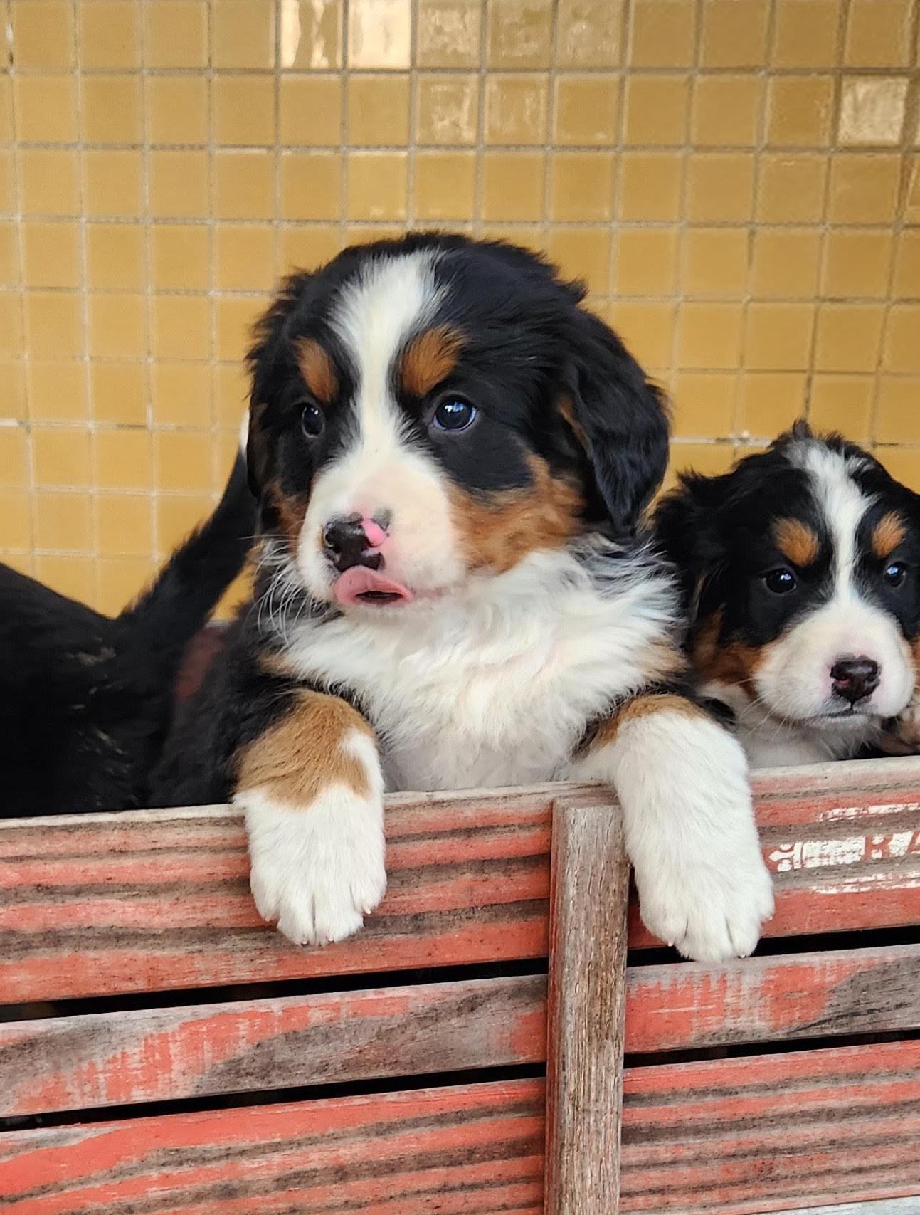 River - Male Puppy - Bernese Mountain Dog