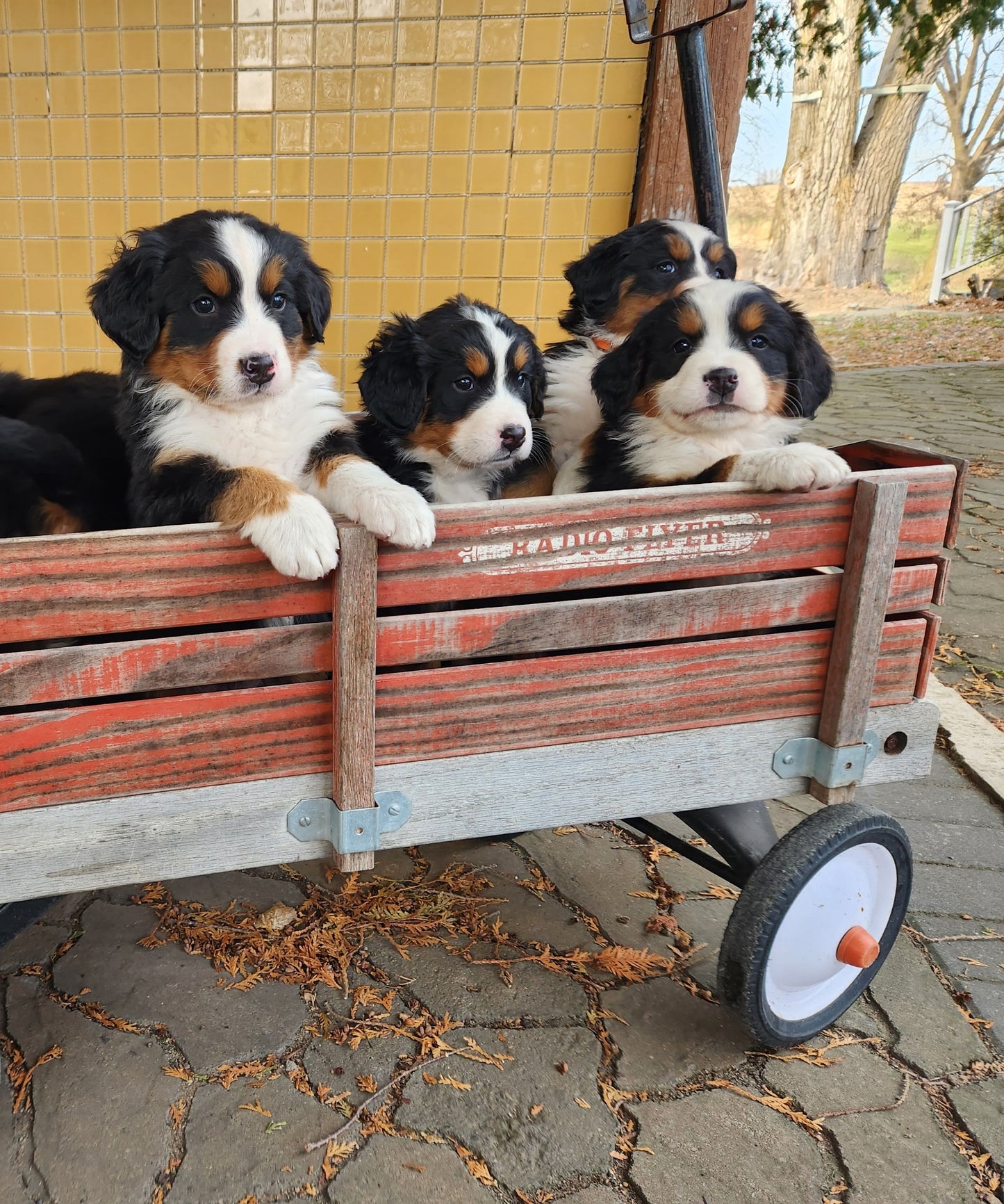 Ash - Male Puppy - Bernese Mountain Dog