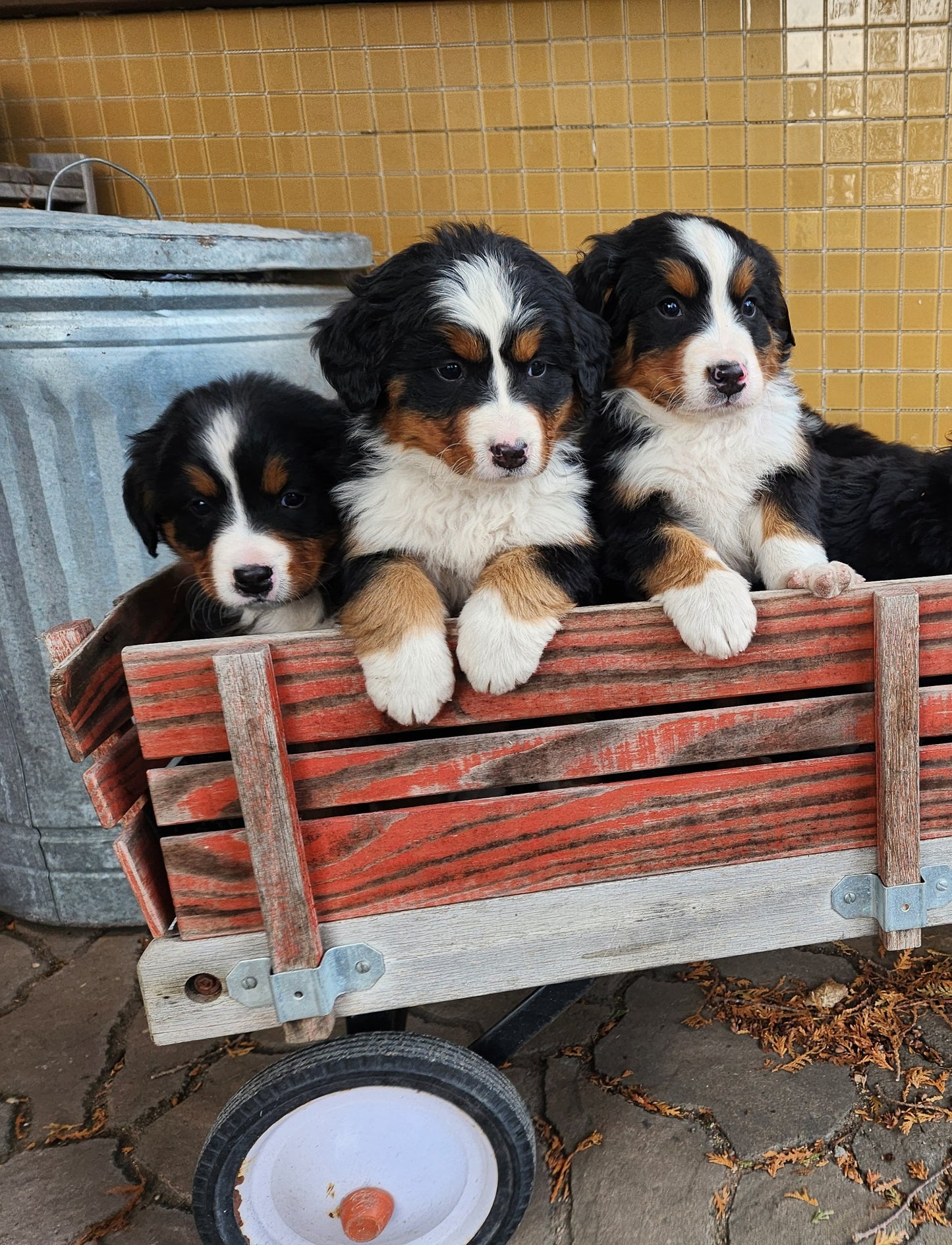 Skyler - Female Puppy - Bernese Mountain Dog