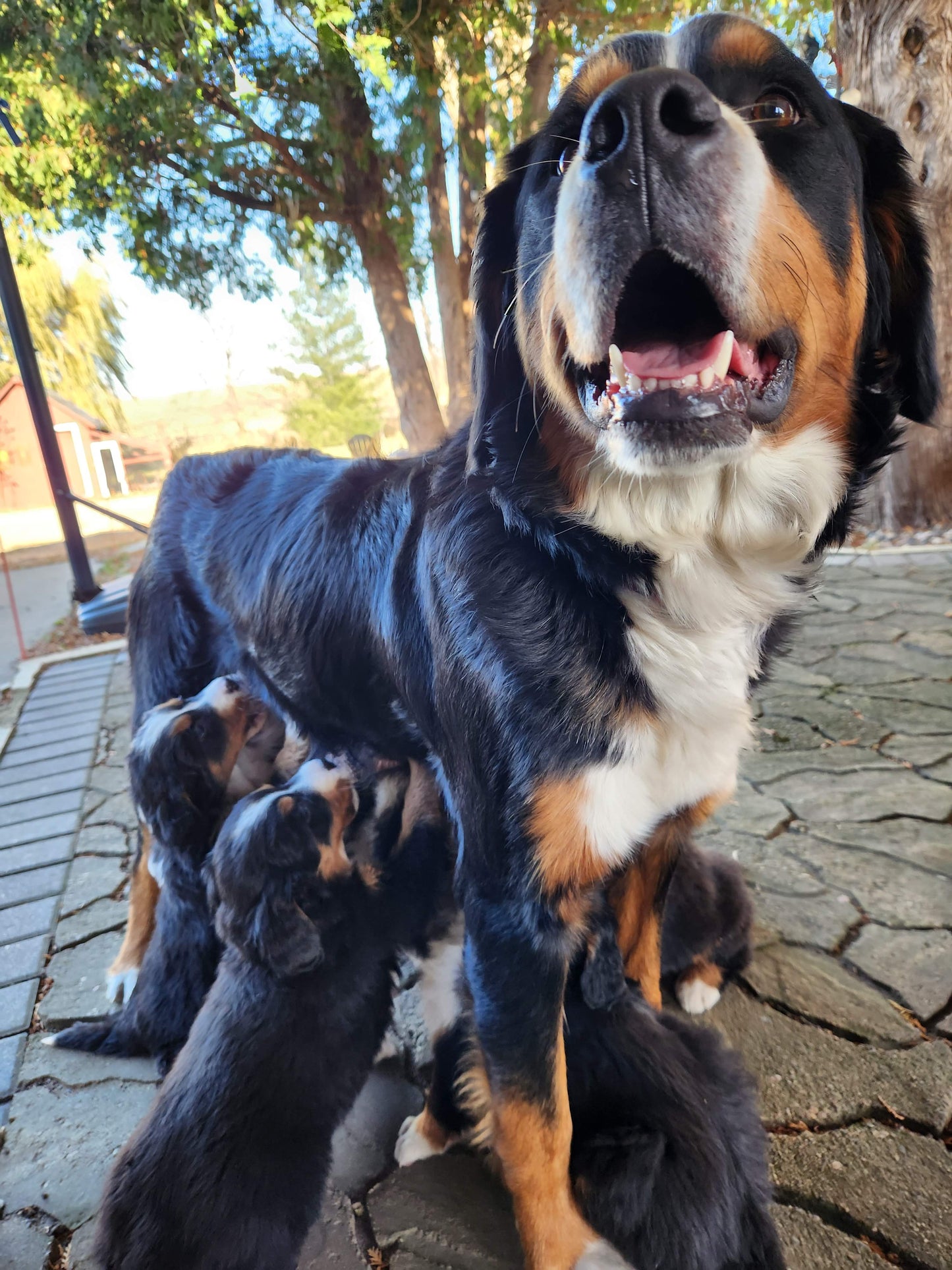 Ash - Male Puppy - Bernese Mountain Dog