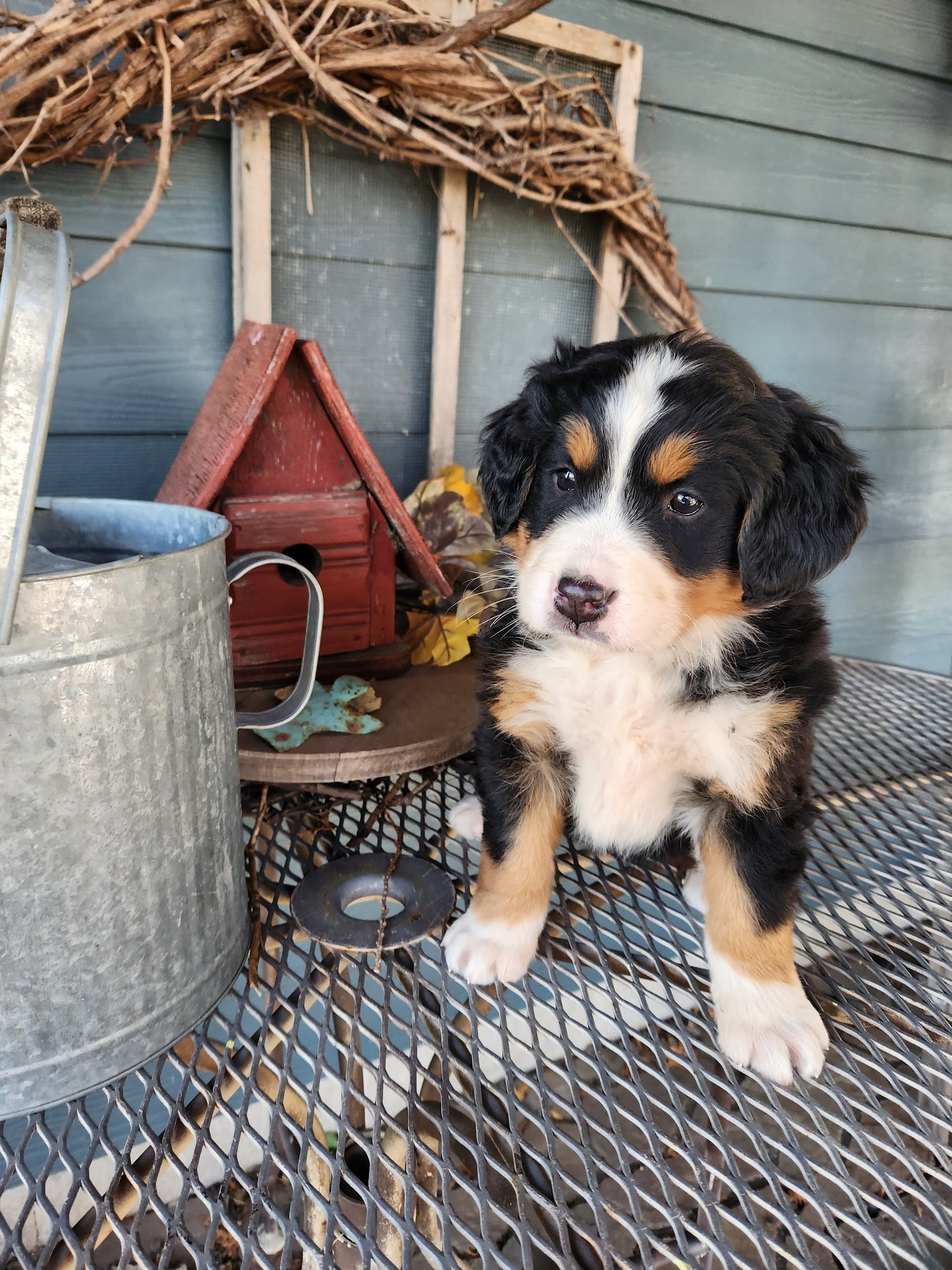 Apple - Female Puppy - Bernese Mountain Dog