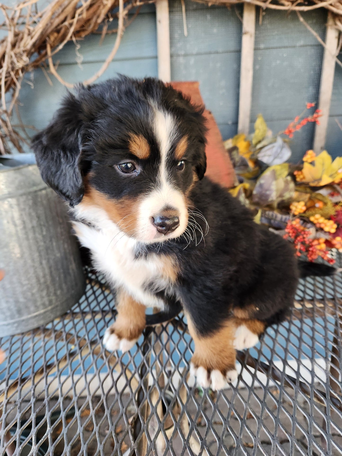 Skyler - Female Puppy - Bernese Mountain Dog