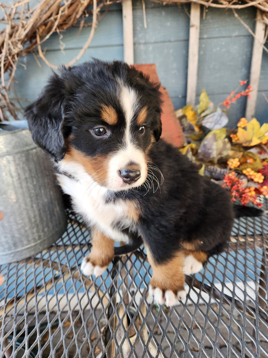 Skyler - Female Puppy - Bernese Mountain Dog