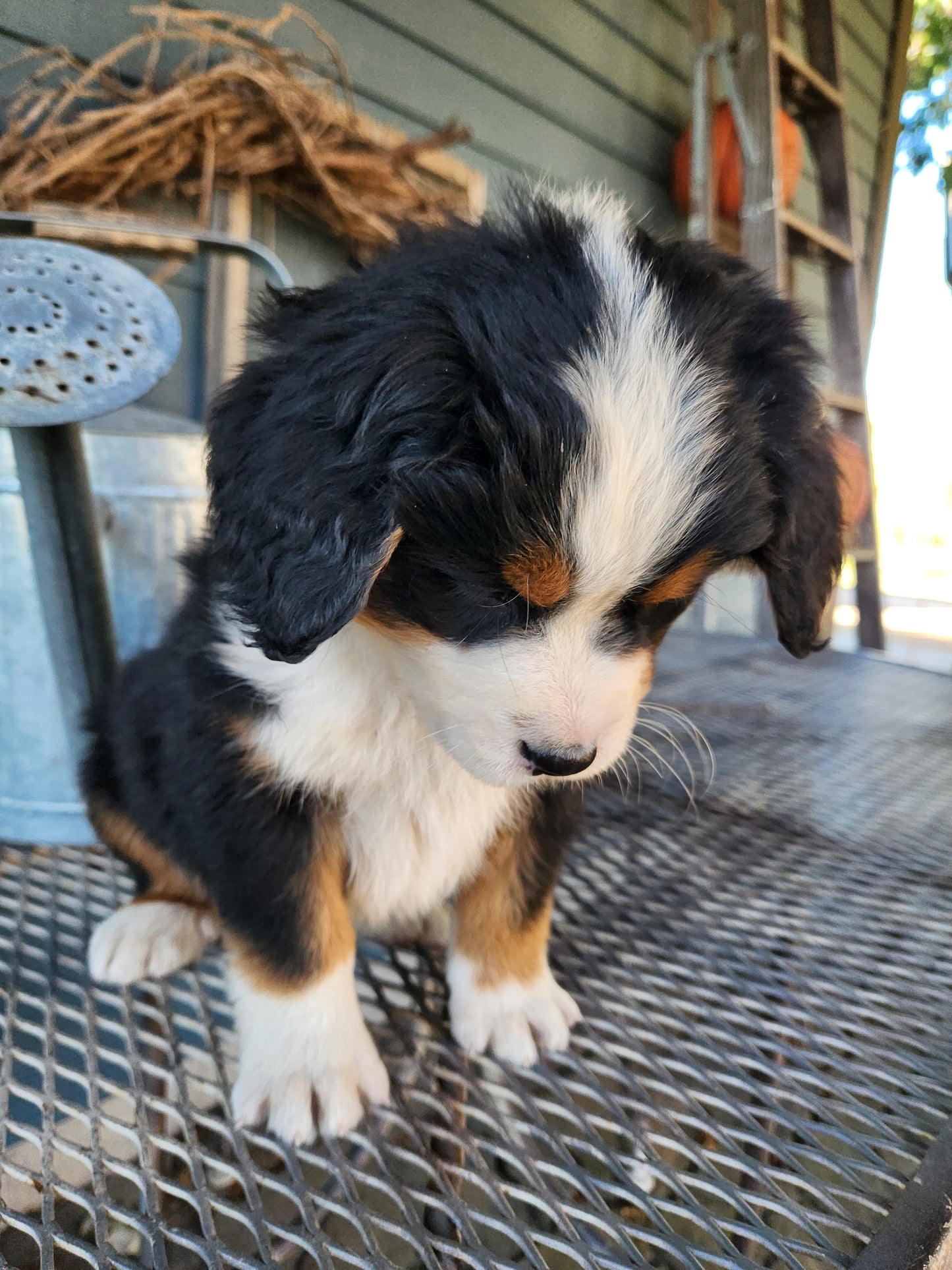 Ash - Male Puppy - Bernese Mountain Dog
