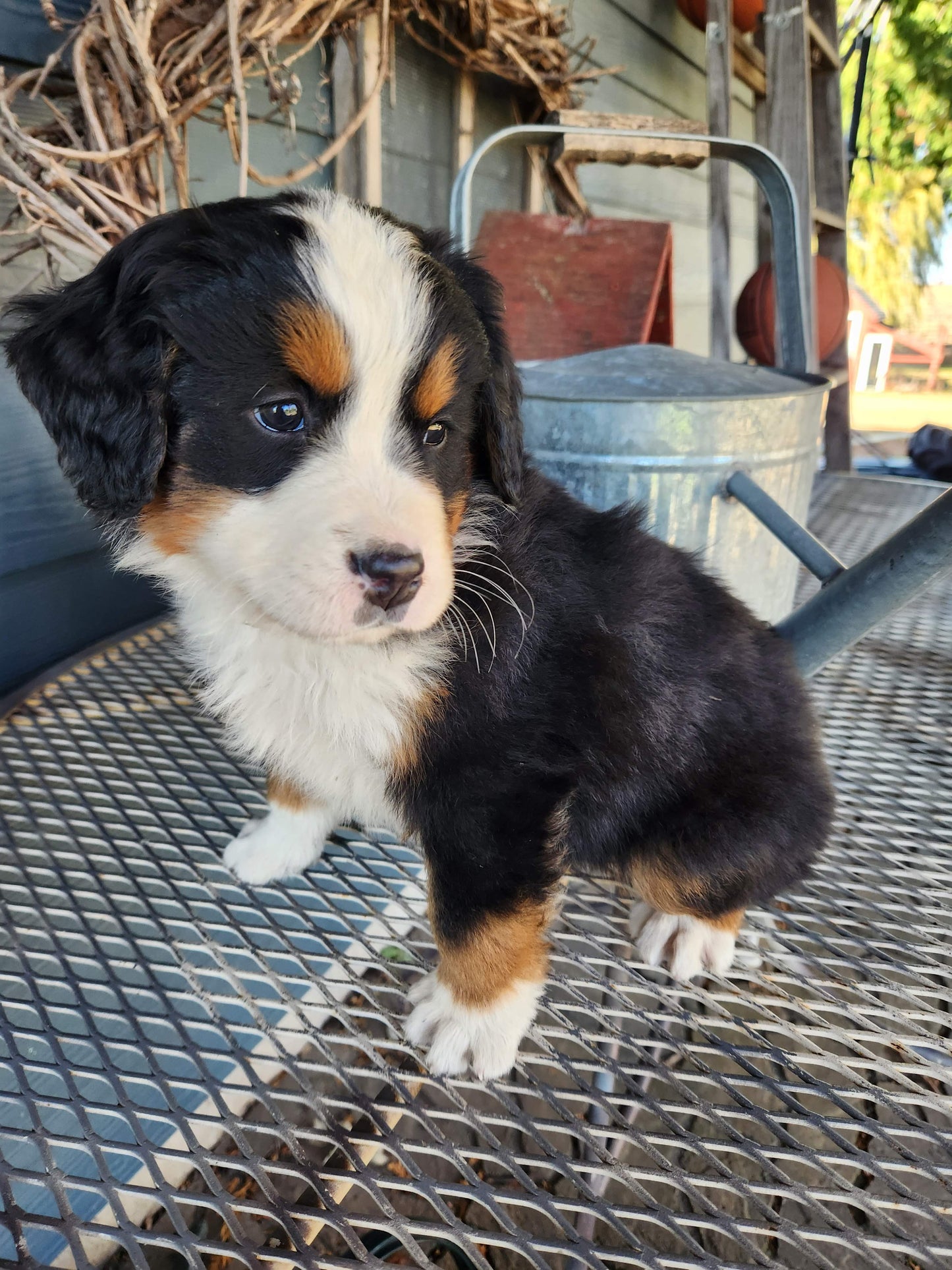 Ash - Male Puppy - Bernese Mountain Dog