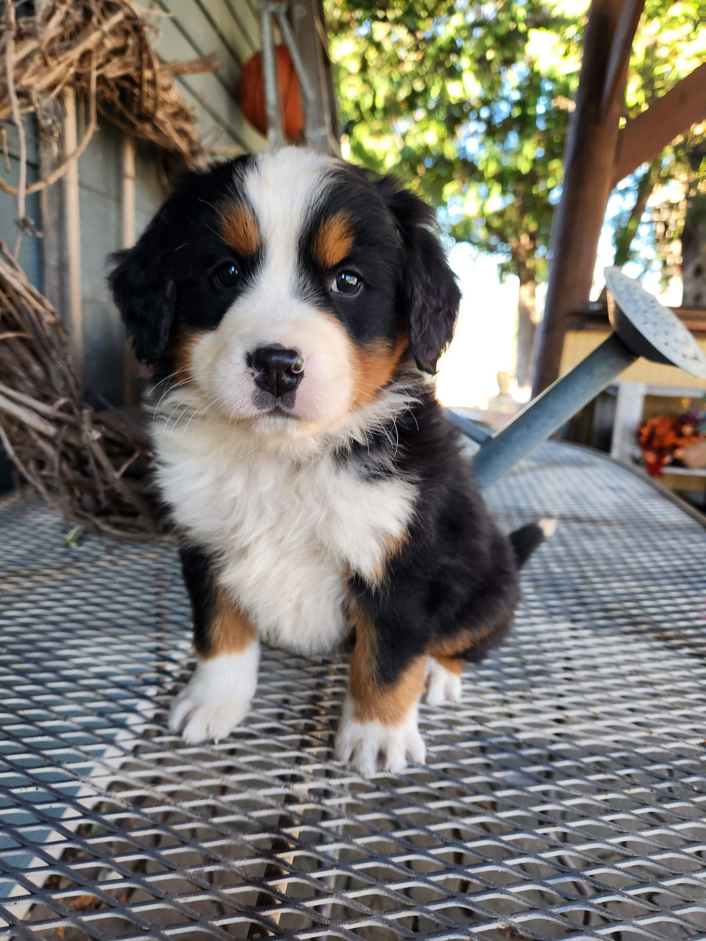 Ash - Male Puppy - Bernese Mountain Dog