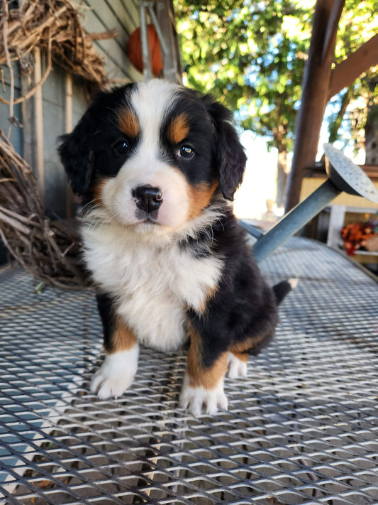 Ash - Male Puppy - Bernese Mountain Dog