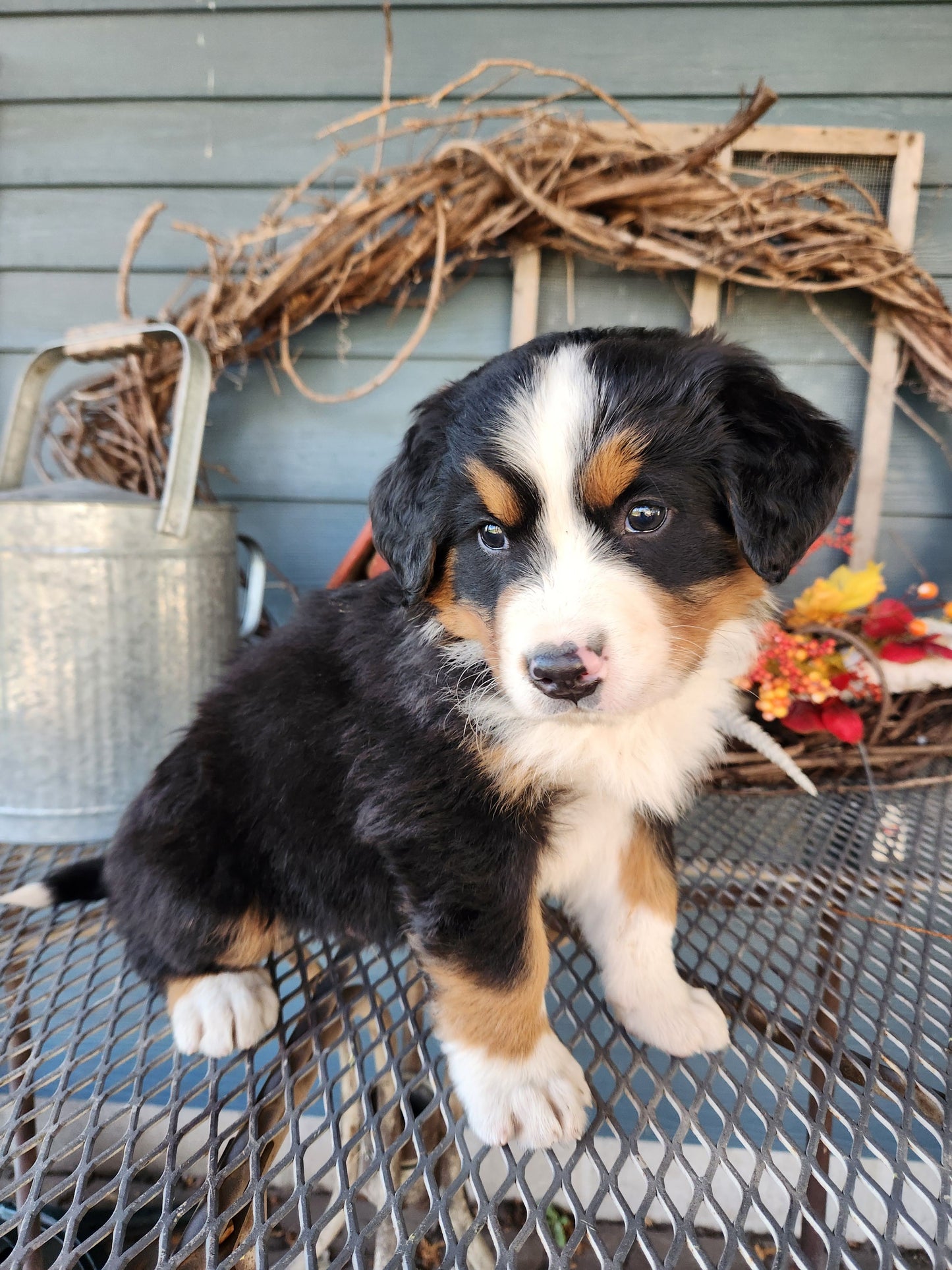 River - Male Puppy - Bernese Mountain Dog
