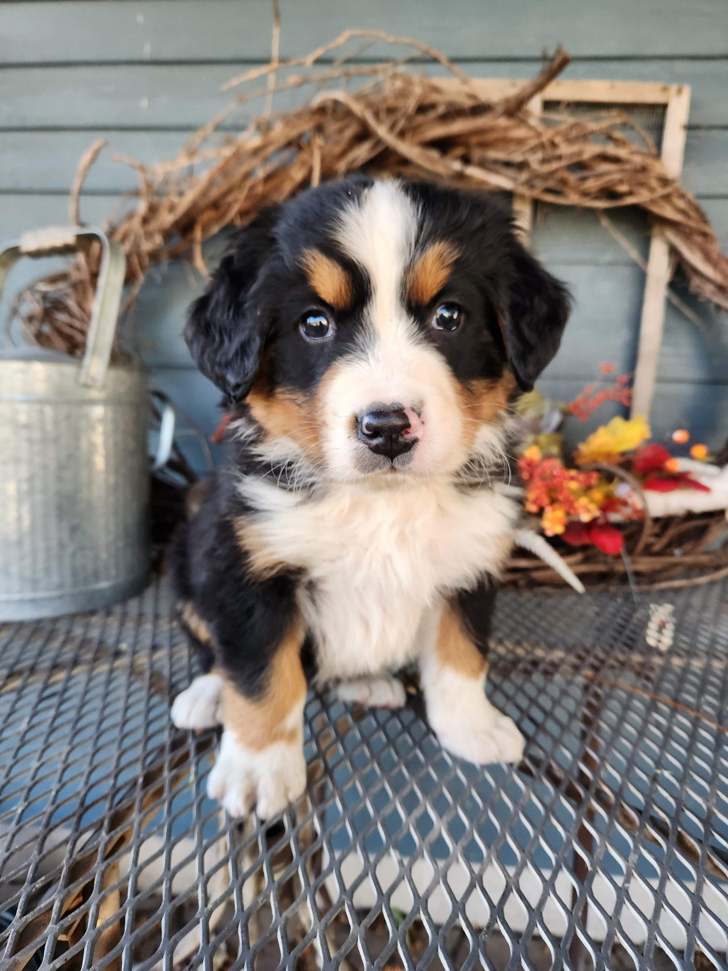 River - Male Puppy - Bernese Mountain Dog