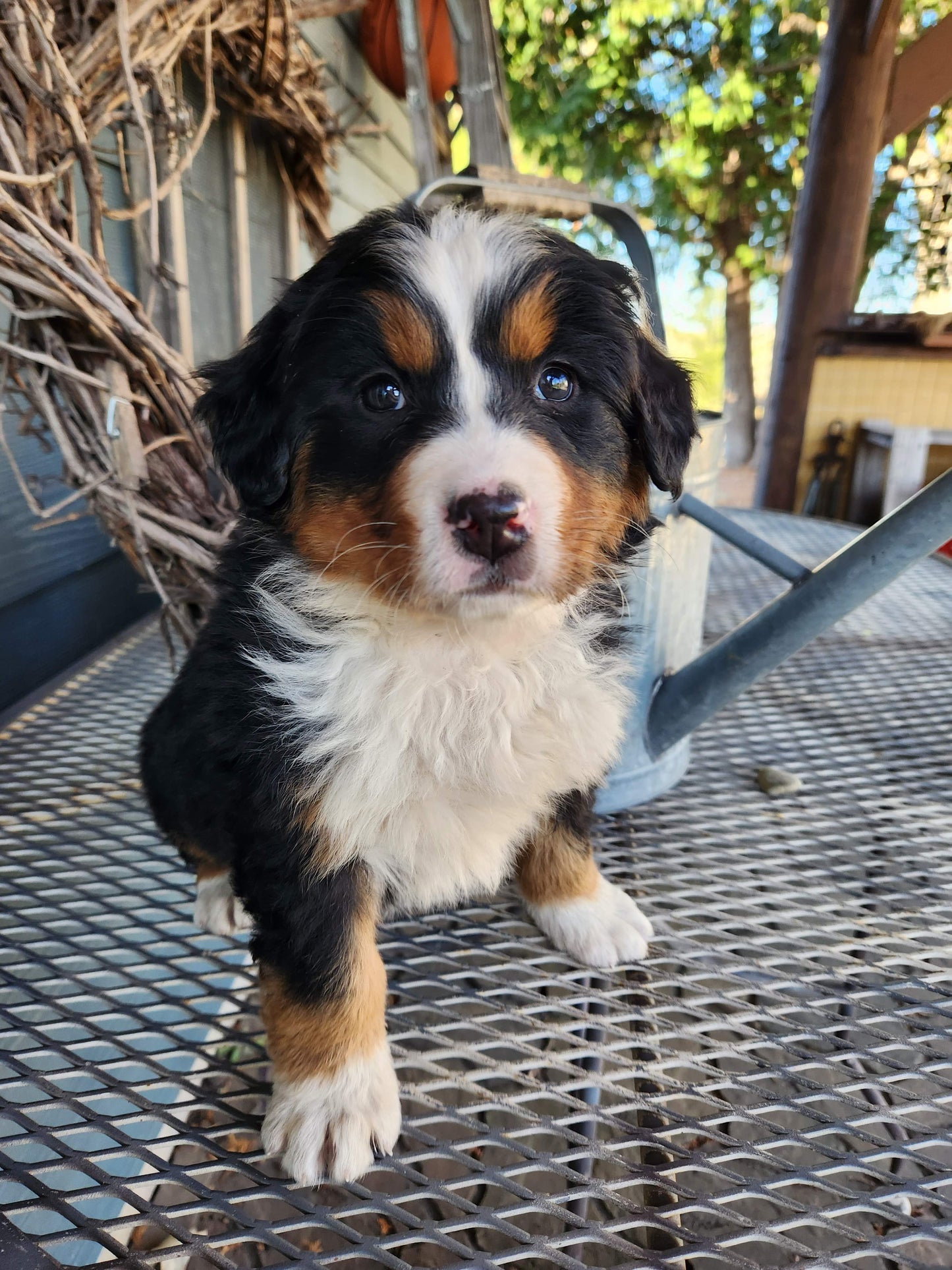 Maple - Female Puppy - Bernese Mountain Dog