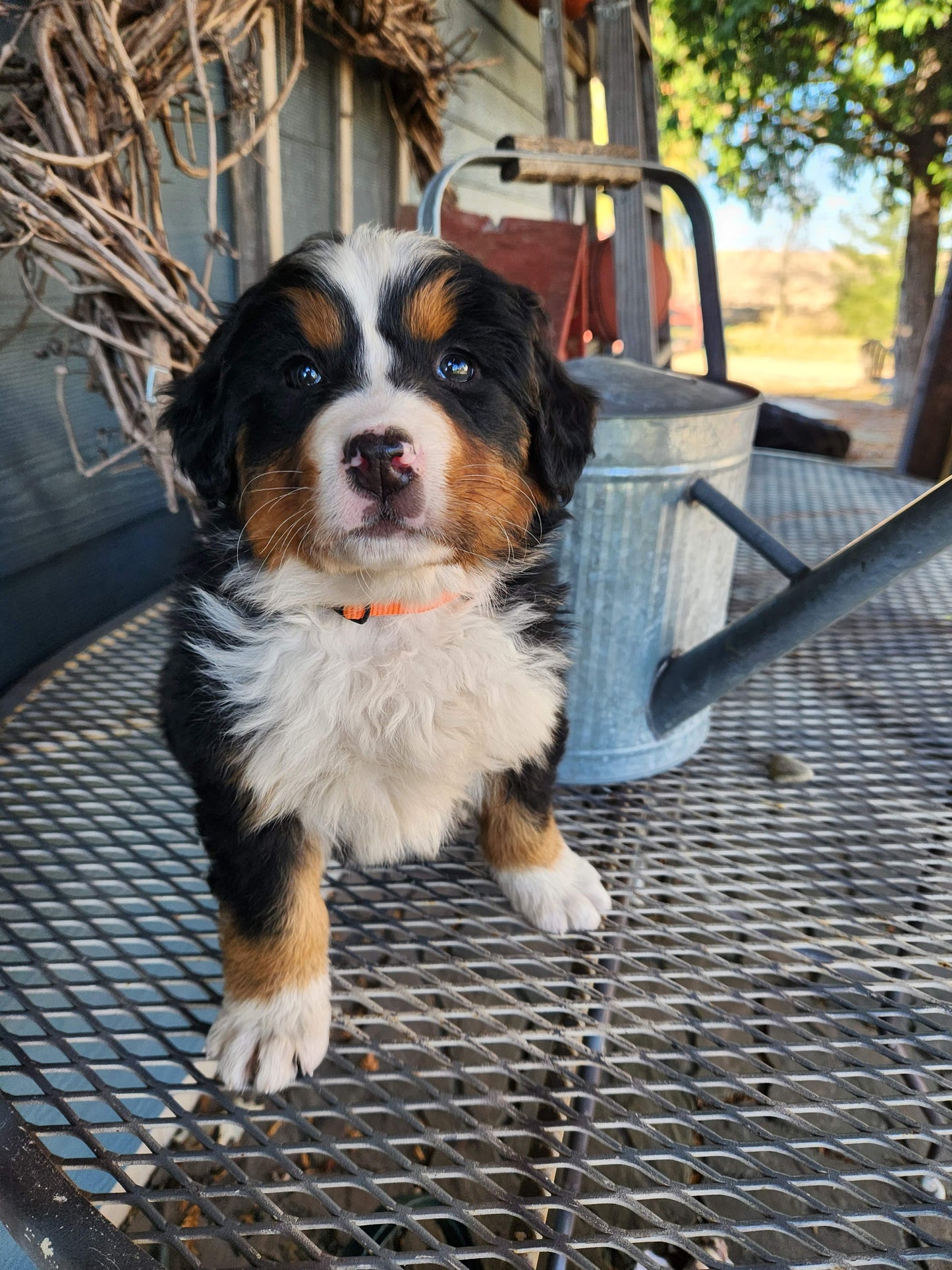 Maple - Female Puppy - Bernese Mountain Dog