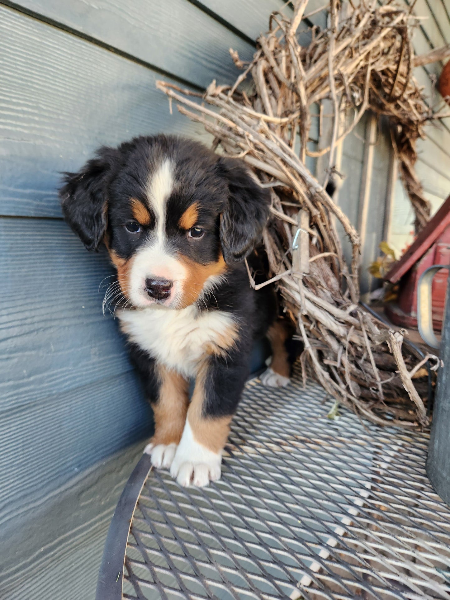 Clover - Female Puppy - Bernese Mountain Dog