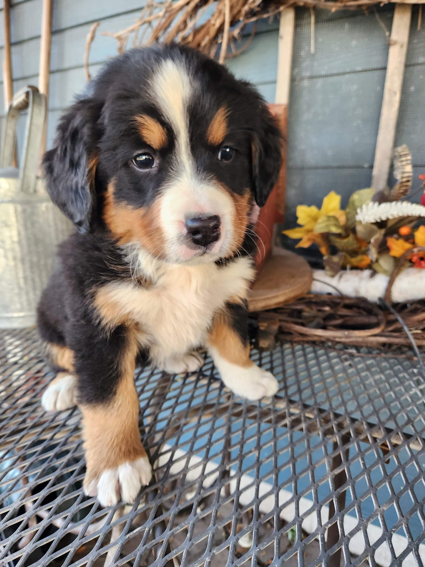 Clover - Female Puppy - Bernese Mountain Dog