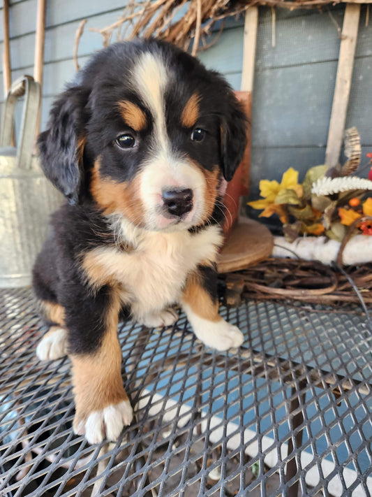 Clover - Female Puppy - Bernese Mountain Dog