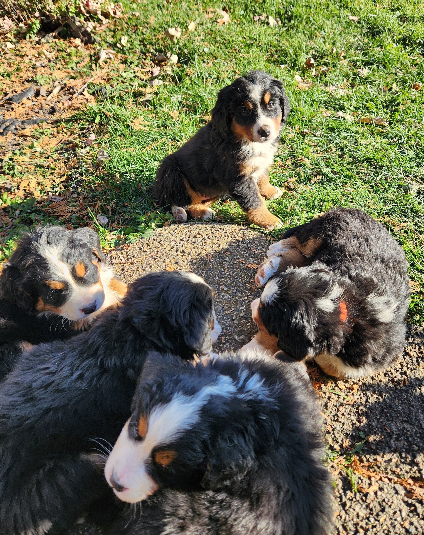 Skyler - Female Puppy - Bernese Mountain Dog
