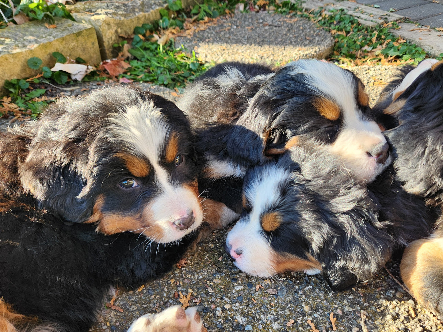 River - Male Puppy - Bernese Mountain Dog