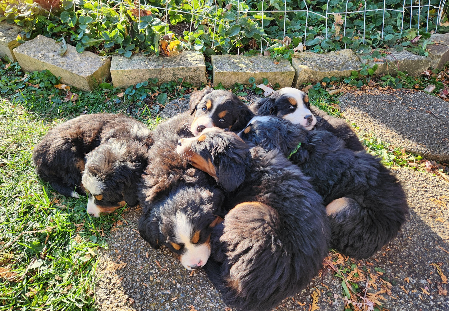 Skyler - Female Puppy - Bernese Mountain Dog