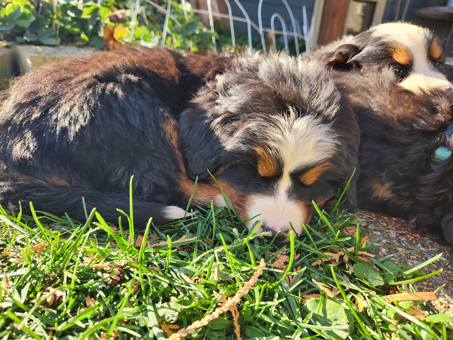 Maple - Female Puppy - Bernese Mountain Dog