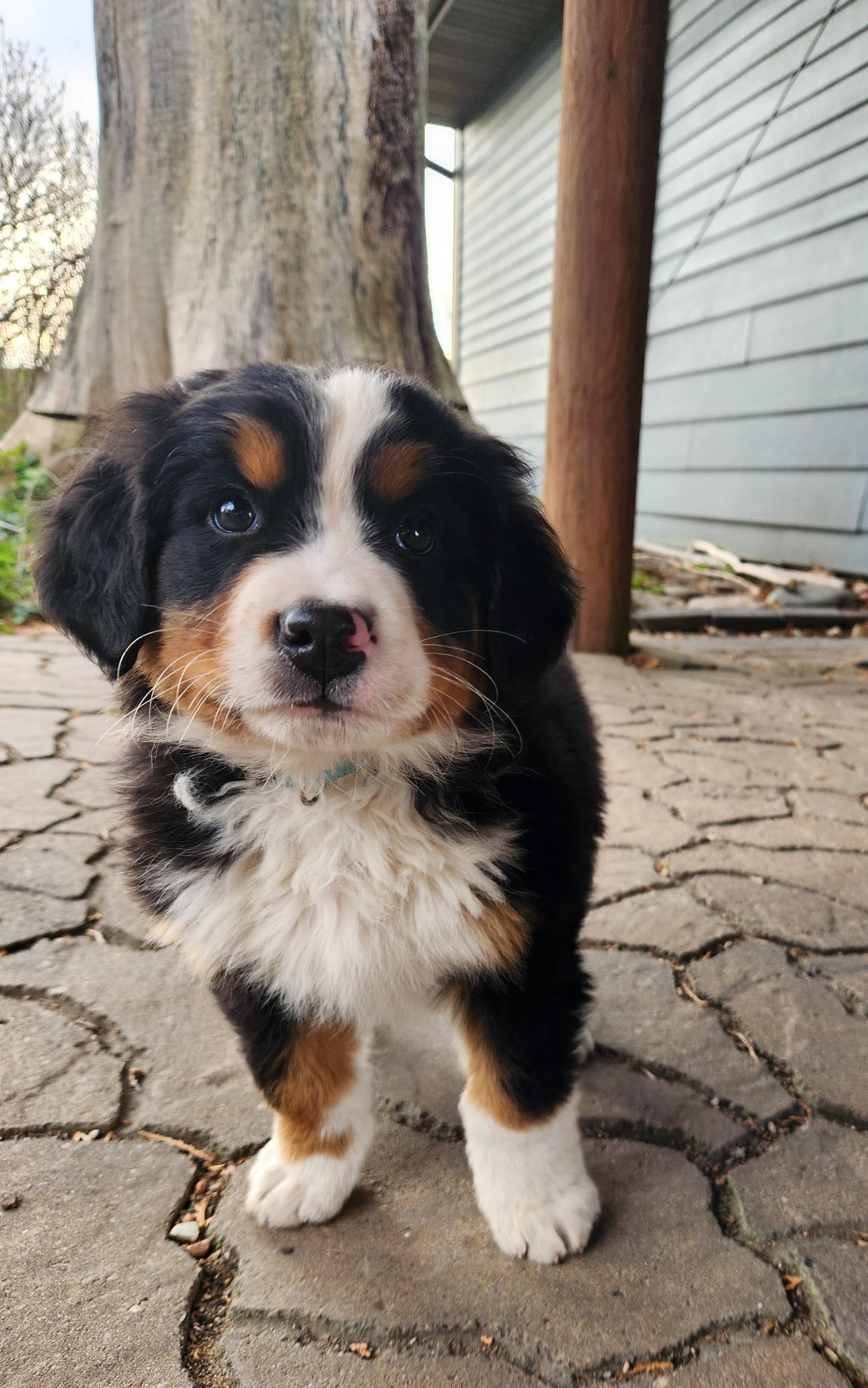 River - Male Puppy - Bernese Mountain Dog