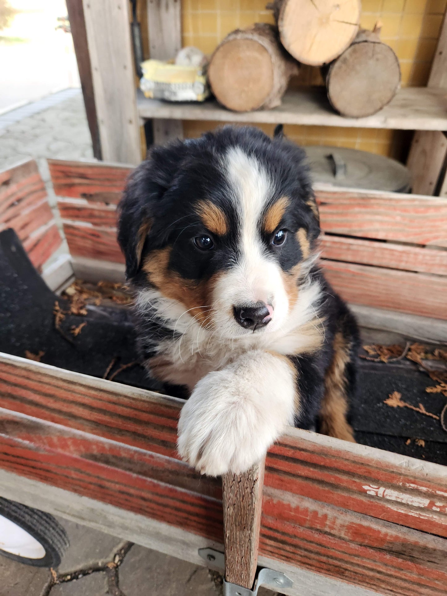 River - Male Puppy - Bernese Mountain Dog