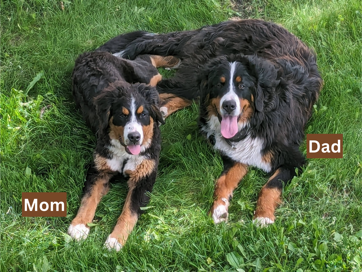 Mercedes - Female Puppy - Bernese Mountain Dog