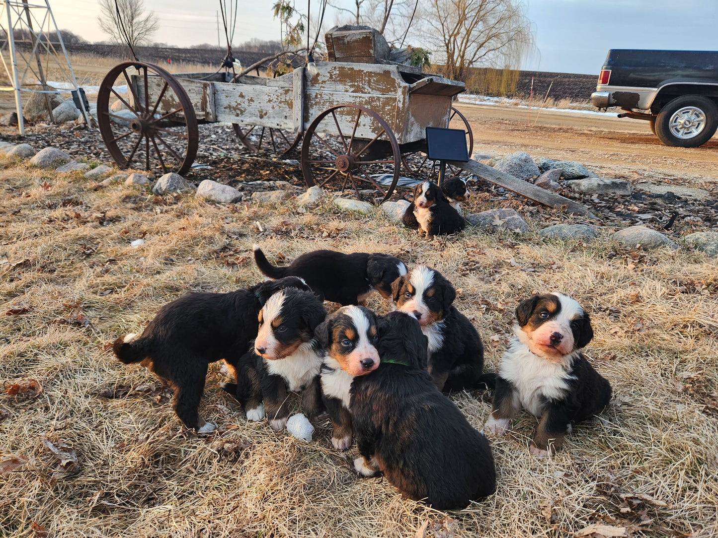 Puppies at 5 weeks