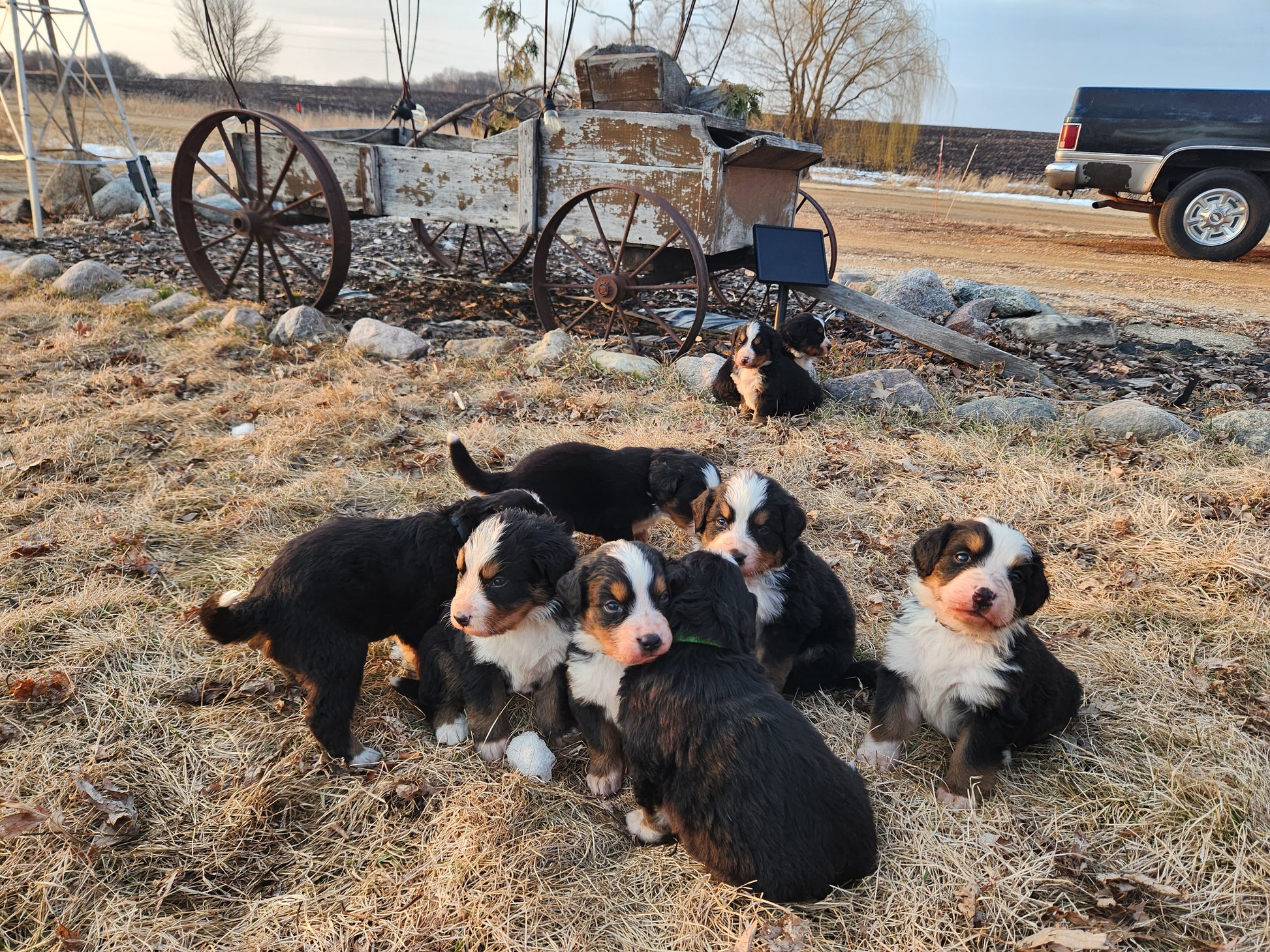 Puppies at 5 weeks