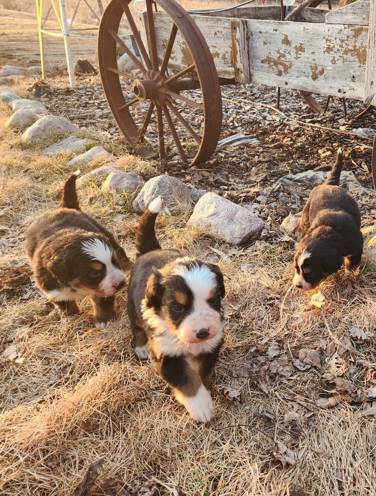 Caddy - Female Puppy - Bernese Mountain Dog