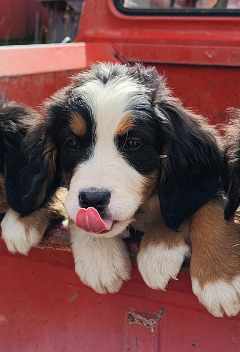 Caddy - Female Puppy - Bernese Mountain Dog
