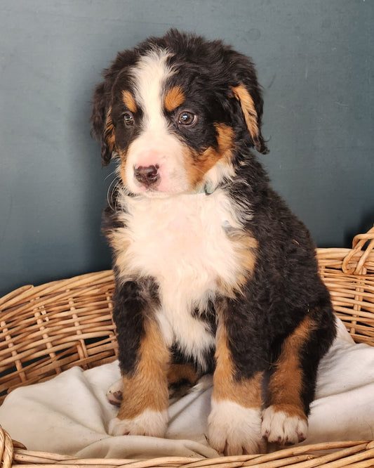 Mack -  Male Puppy - Bernese Mountain Dog