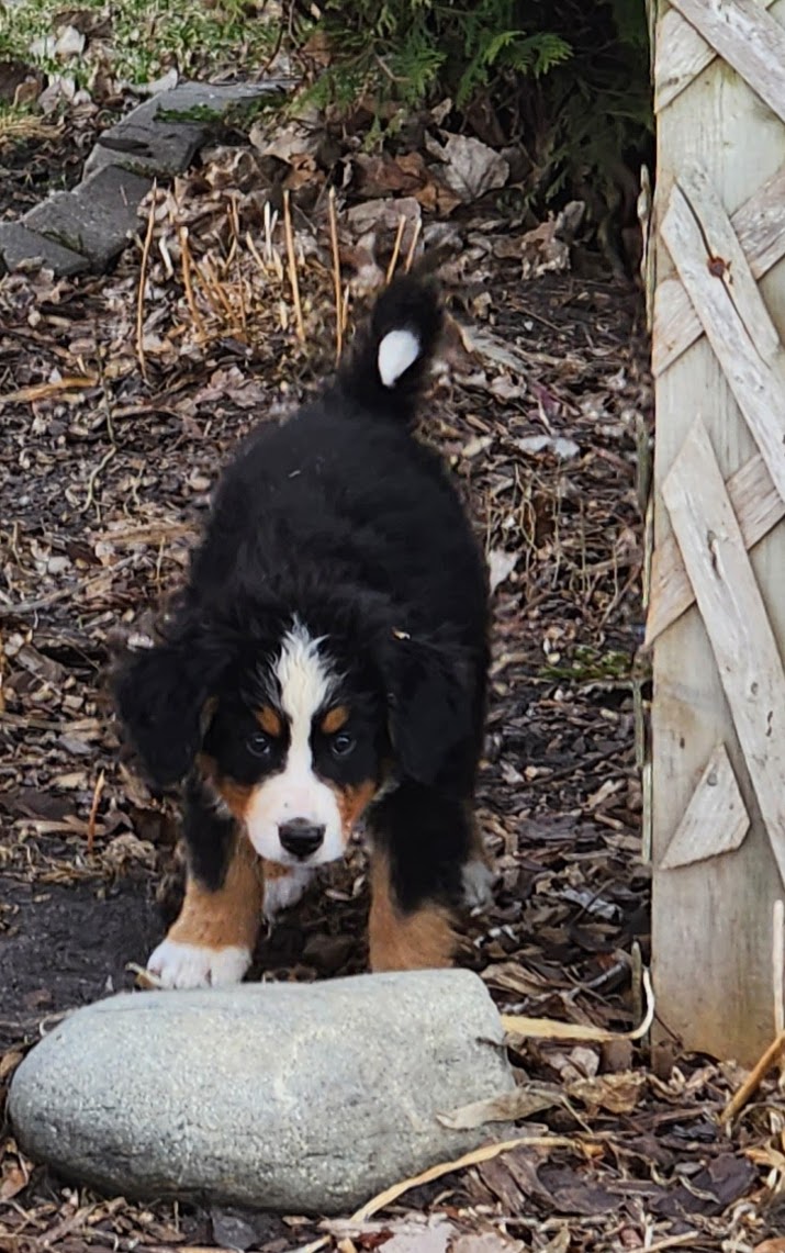 Ram - Male Puppy - Bernese Mountain Dog