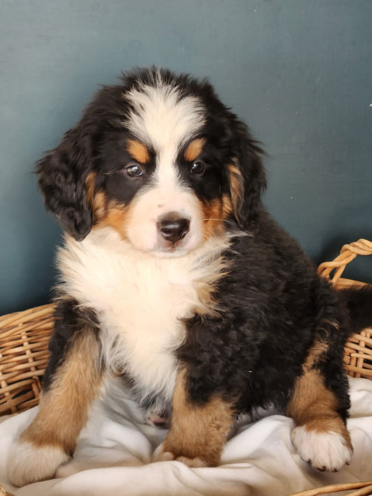 Ram - Male Puppy - Bernese Mountain Dog