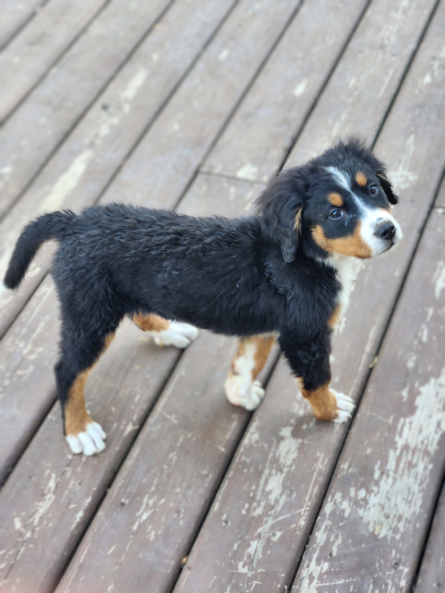 Tesla - Female Puppy - Bernese Mountain Dog