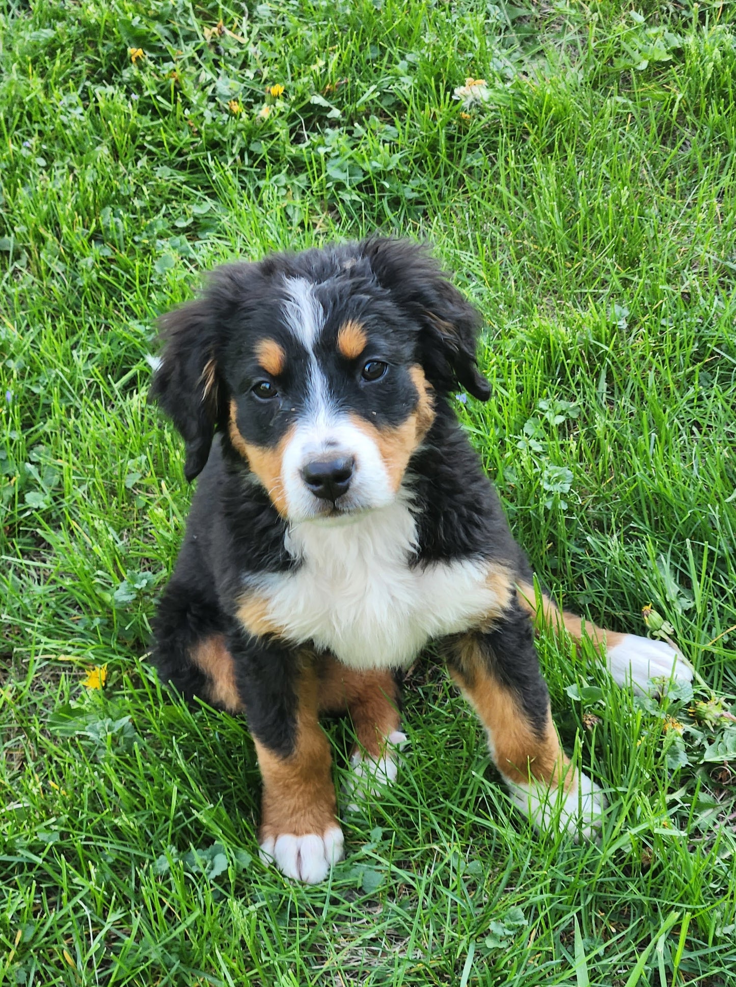 Tesla - Female Puppy - Bernese Mountain Dog