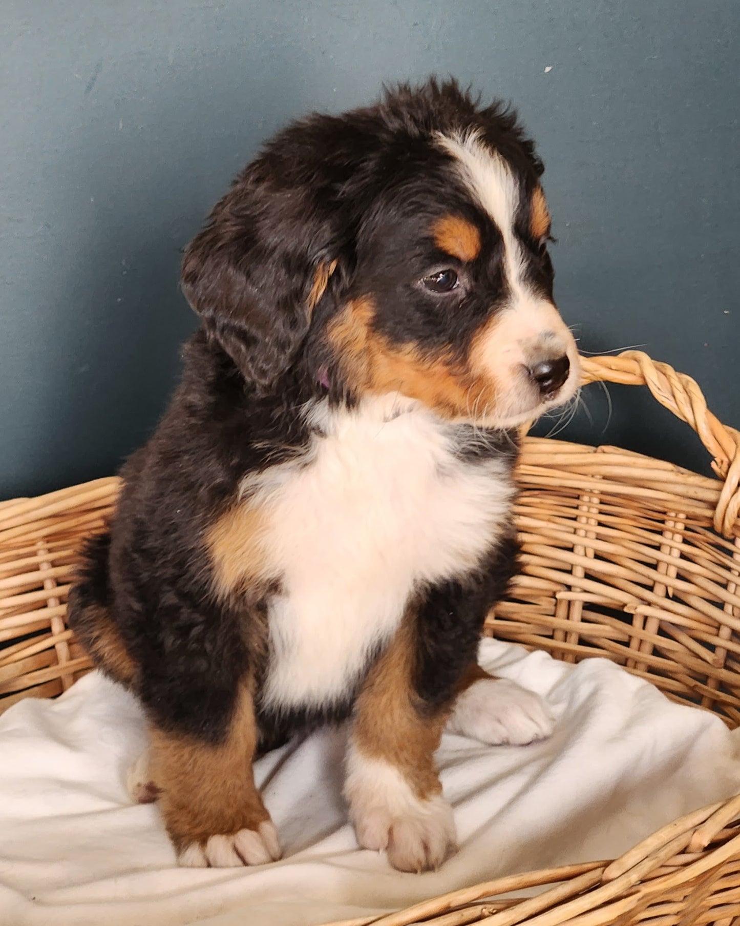 Tesla - Female Puppy - Bernese Mountain Dog