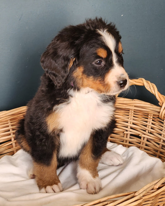 Tesla - Female Puppy - Bernese Mountain Dog