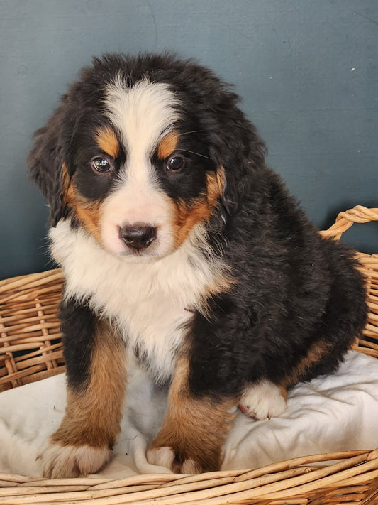 Dodge - Male Puppy - Bernese Mountain Dog