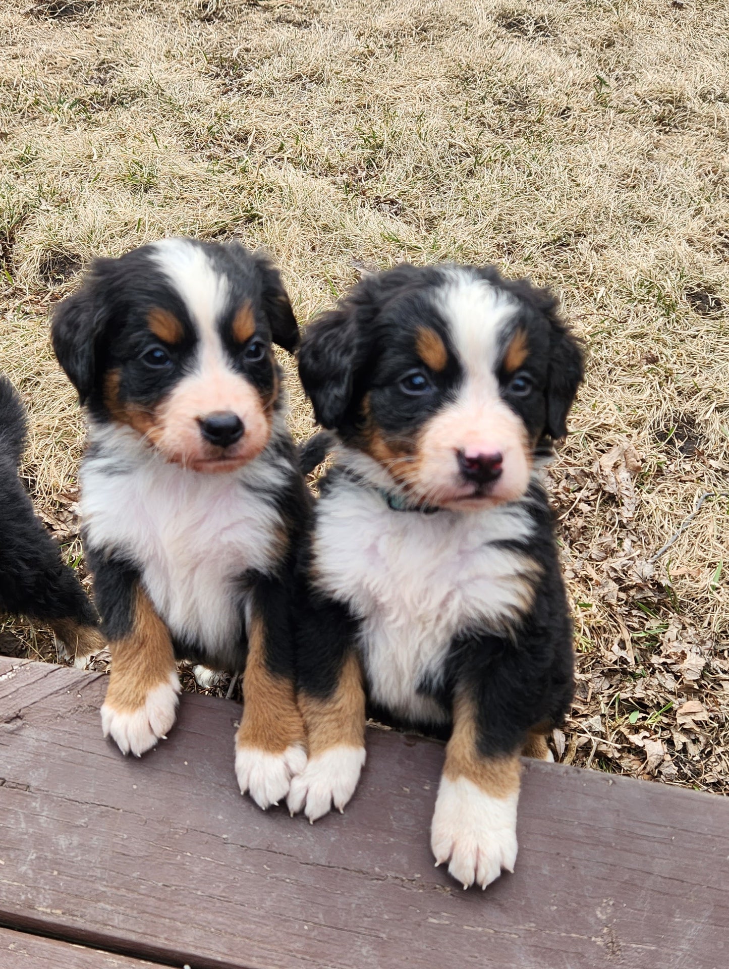 Ford - Male Puppy - Bernese Mountain Dog
