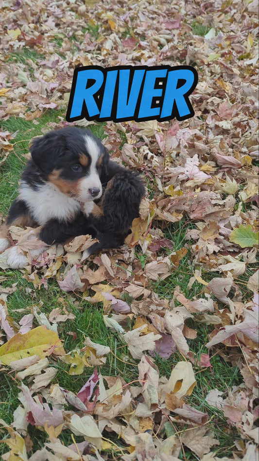 River - Male Puppy - Bernese Mountain Dog
